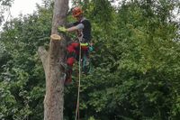 Ein Profi von GalaTec Garten- und Landschaftsbau in Witten und Umgebung führt einen Baumschnitt unter Verwendung eines Sicherheitsseils durch